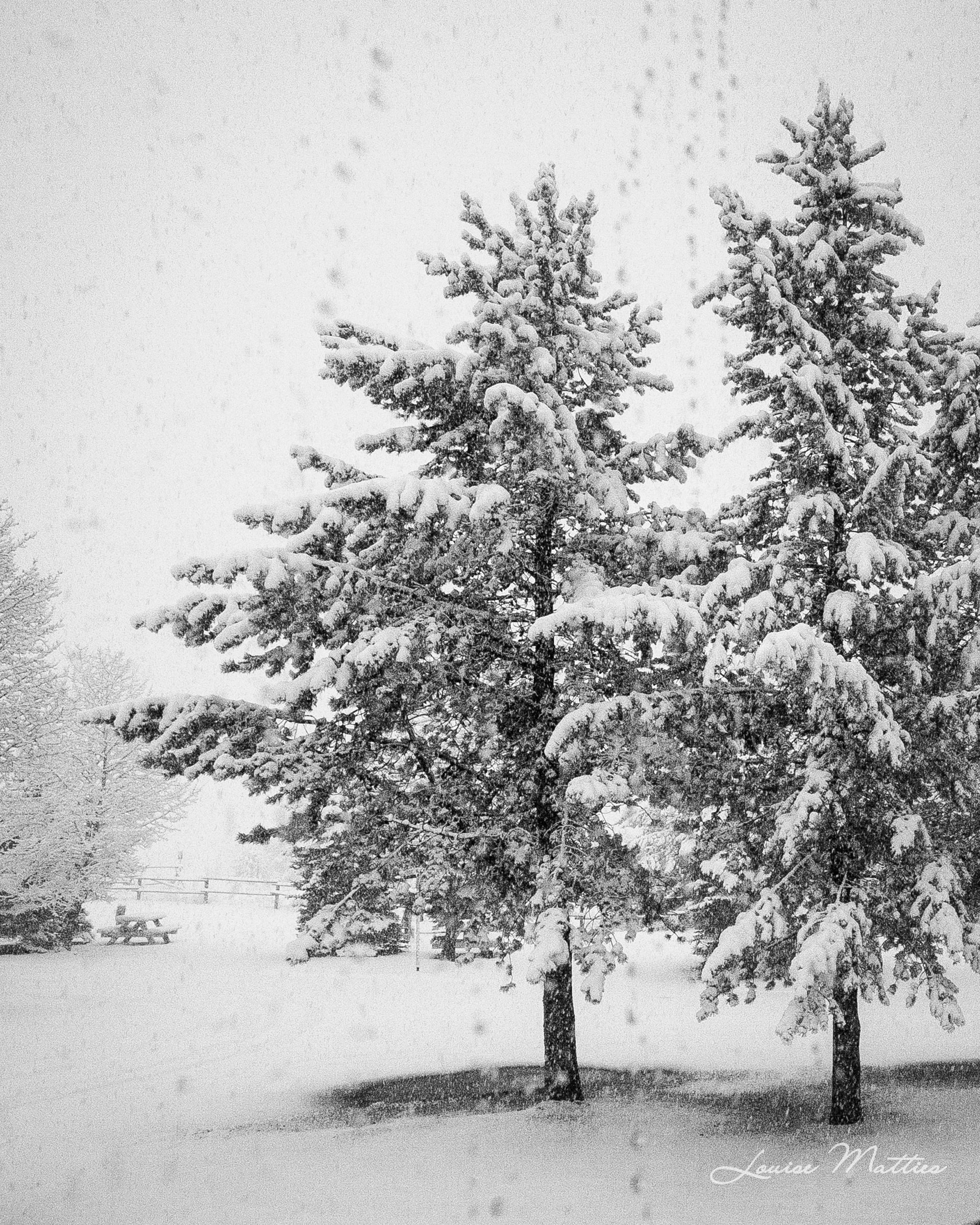West Yellowstone Trees in Snow