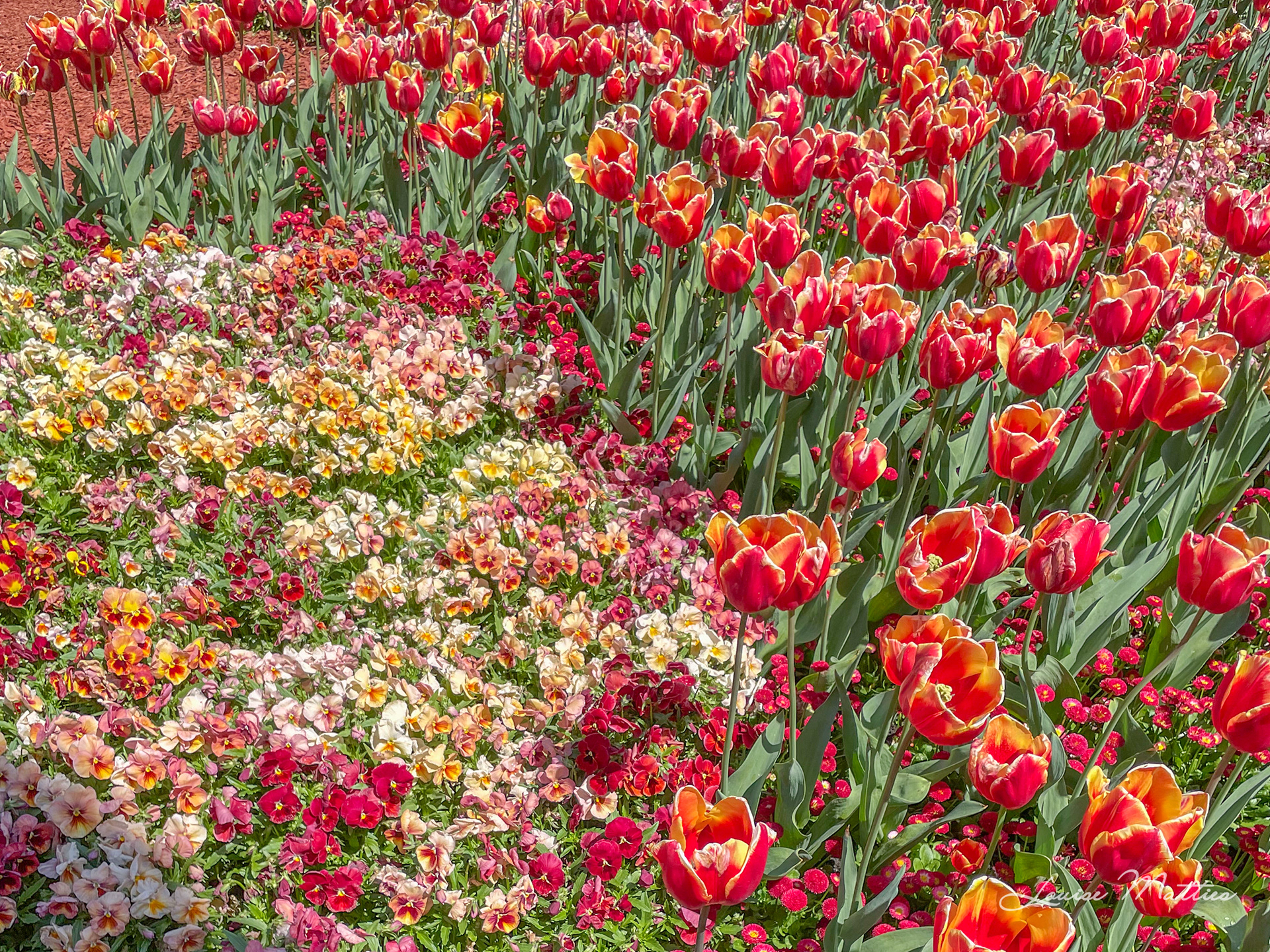 Field of Tulips 2