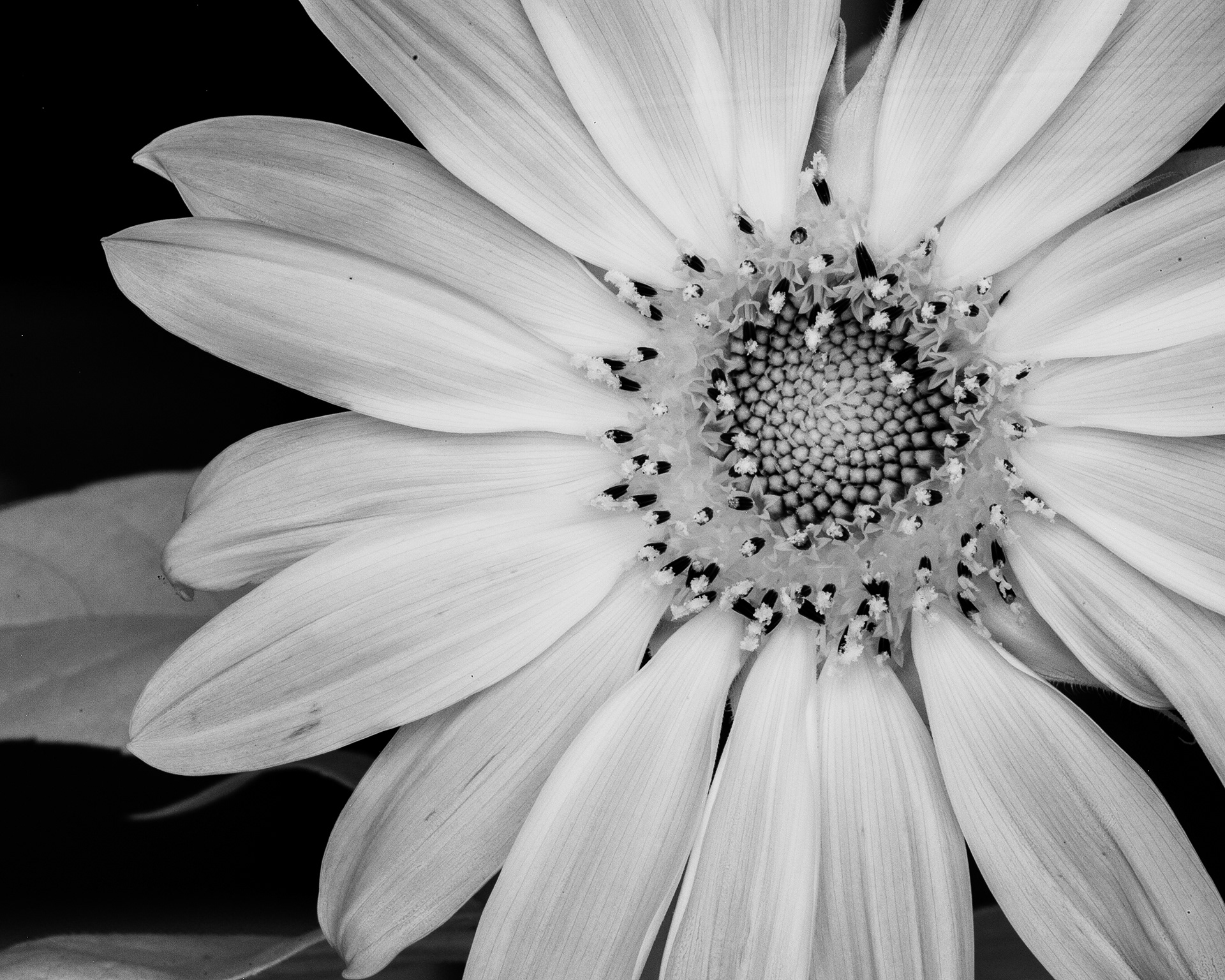 Sunflower BW 1
