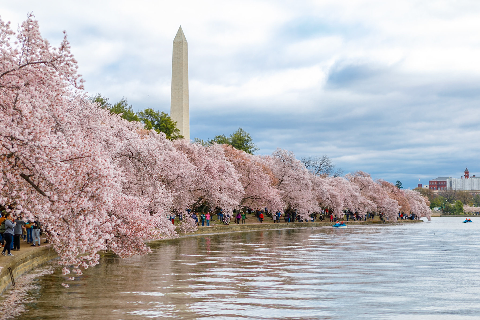 Washington, DC Cherry Blossoms