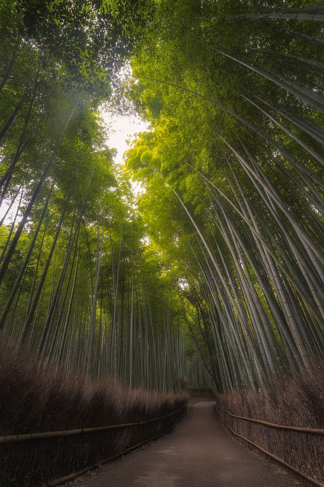 Arashiyama Bamboo Grove