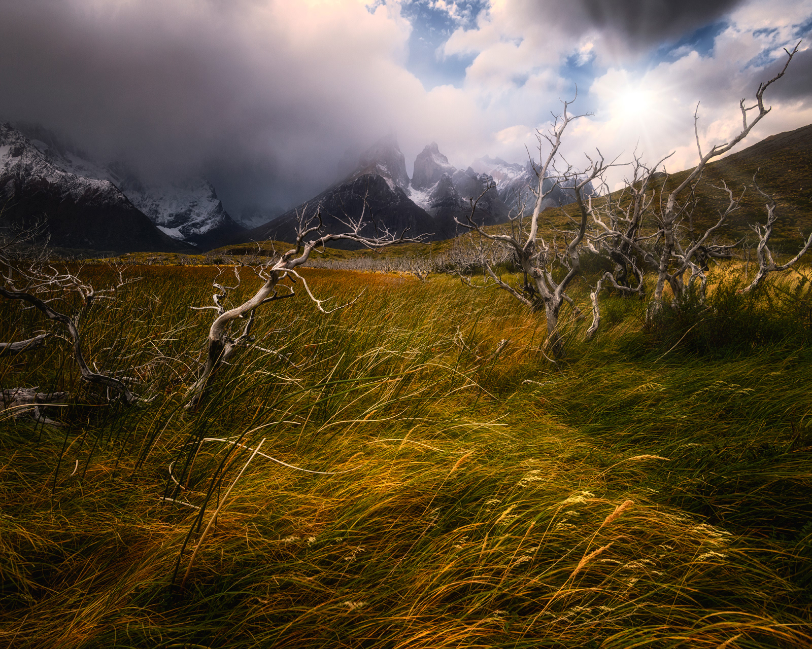 Yellow field with dead trees