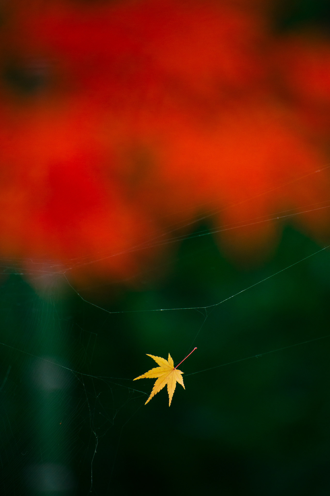 Fall