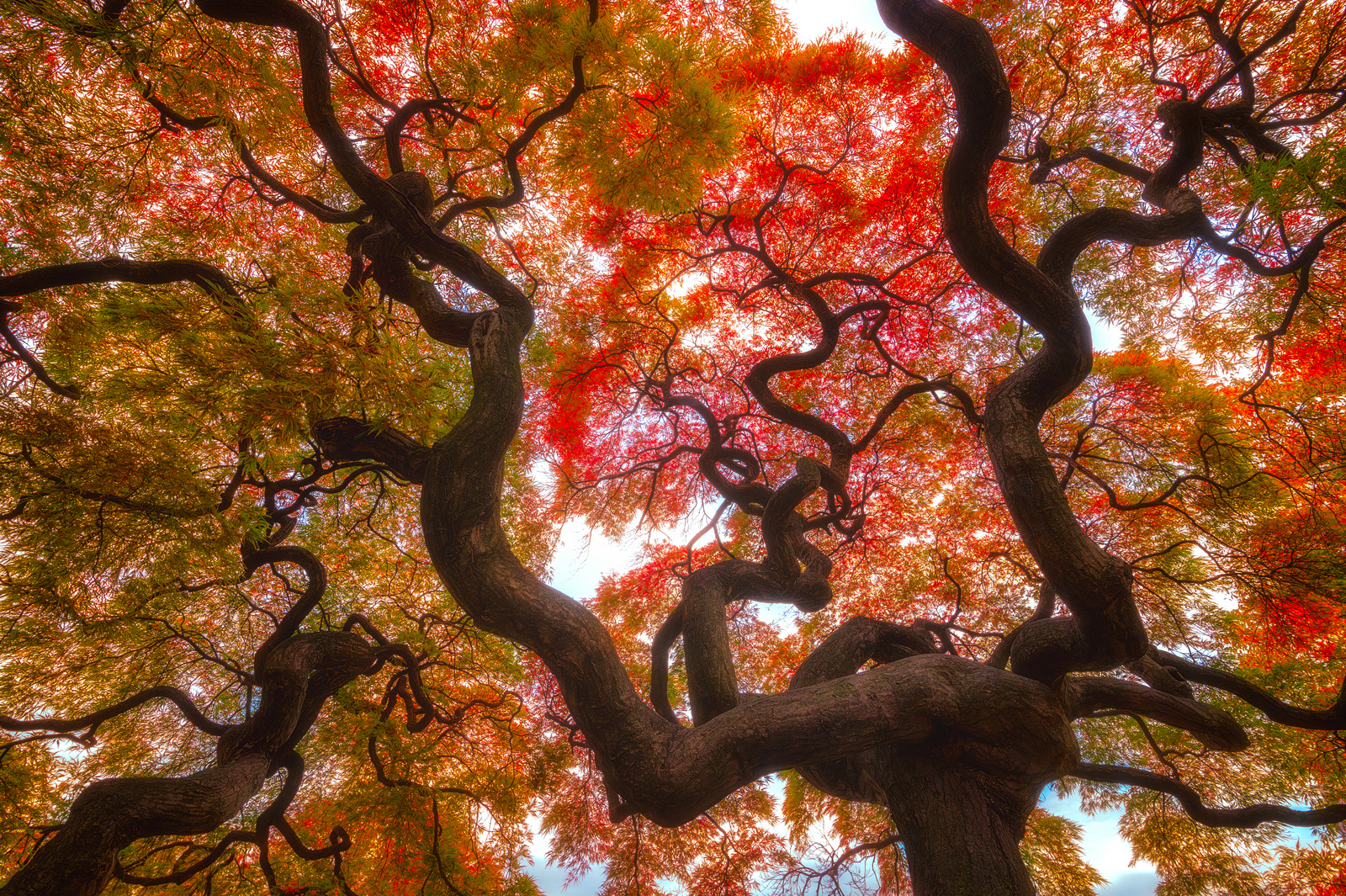 Autumn tree