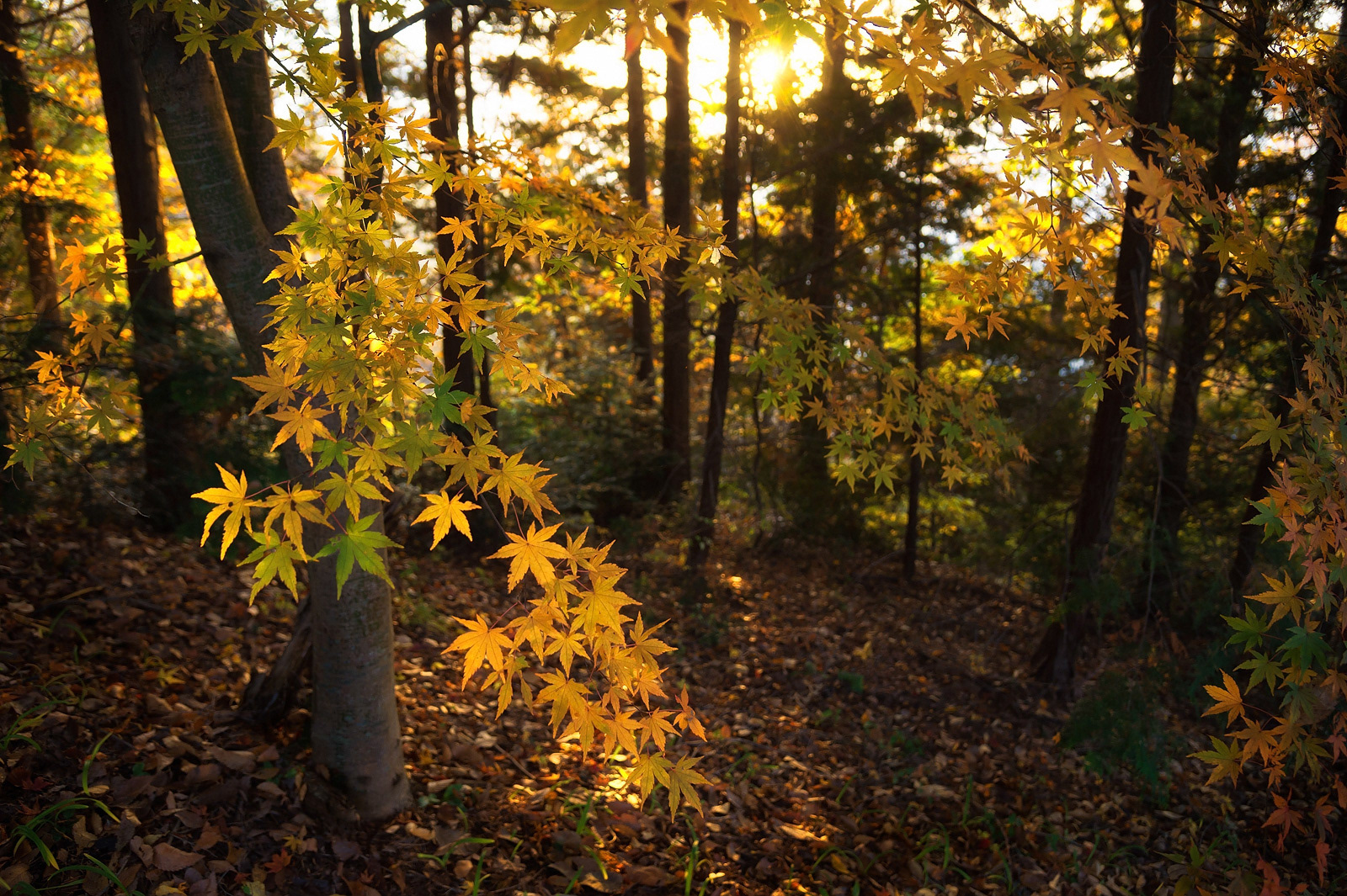 Maple forest