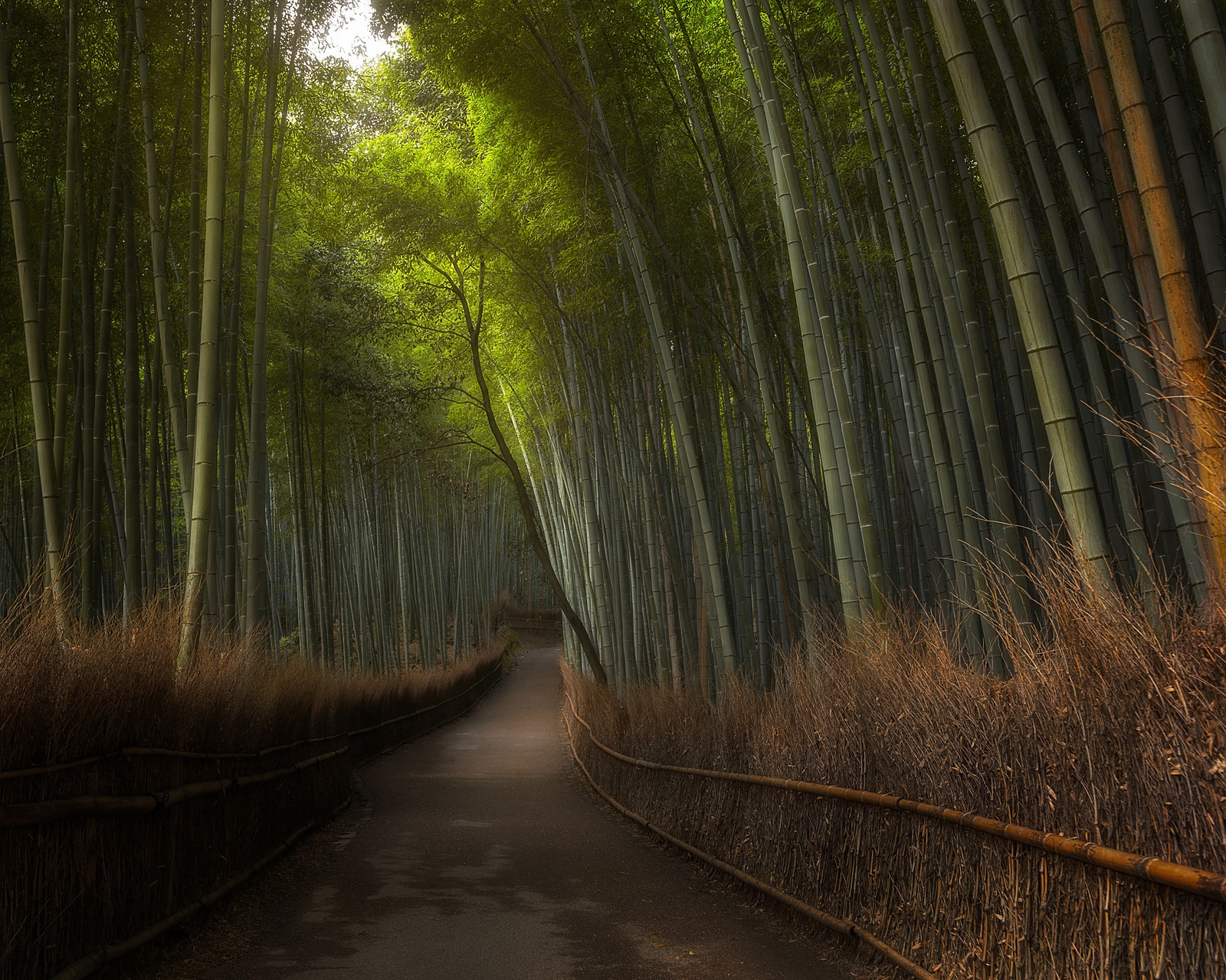 Arashiyama Bamboo Grove