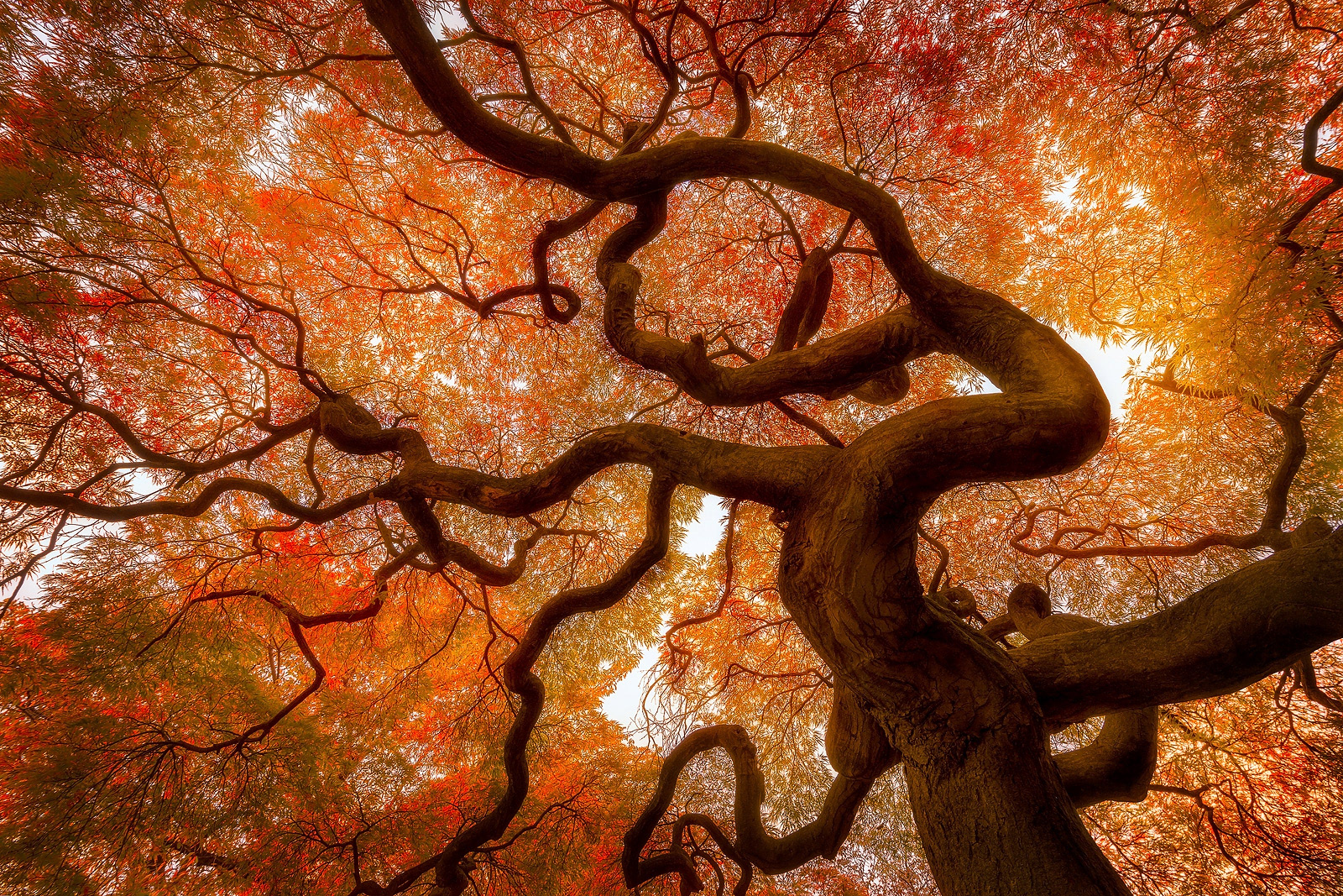 Autumn blaze of maple leaves