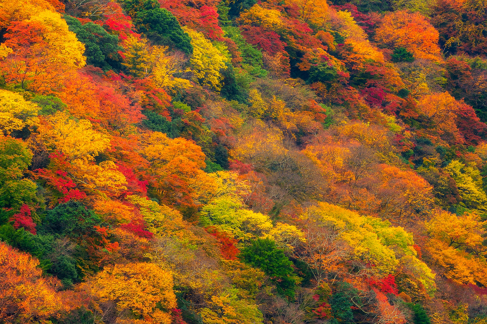 Autumn