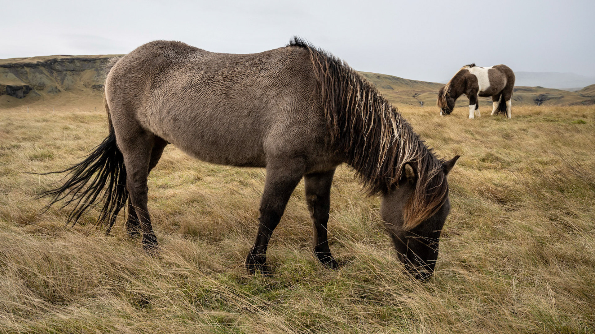 Islandpony / Island