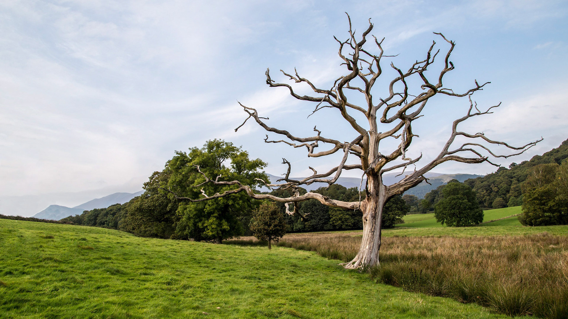 Tote Eiche / England