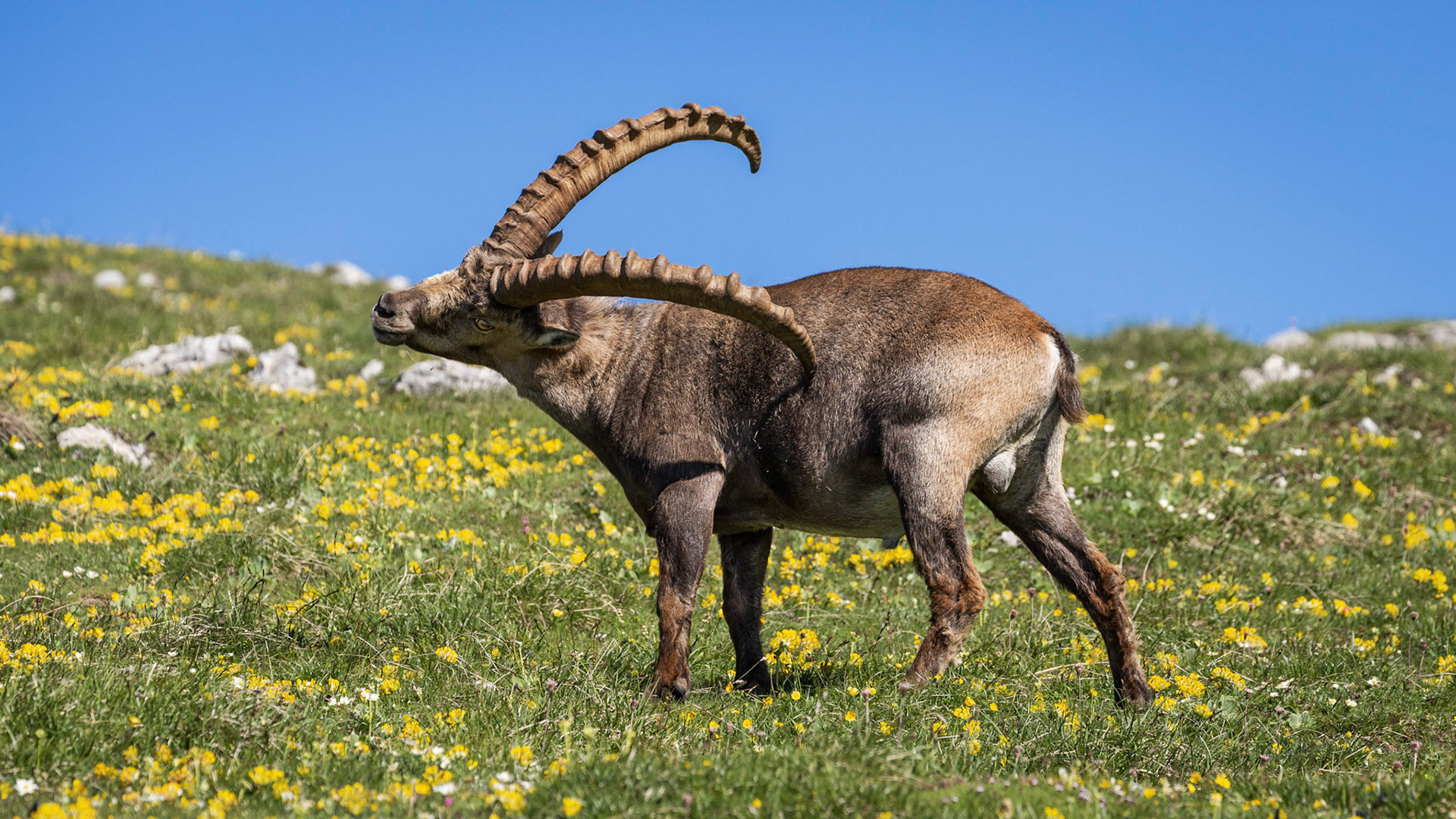 Steinbock am Gößeck