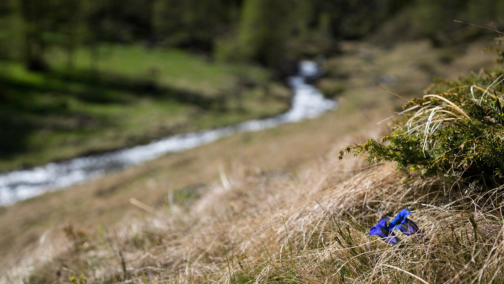 Enzian im Rantental / Steiermark