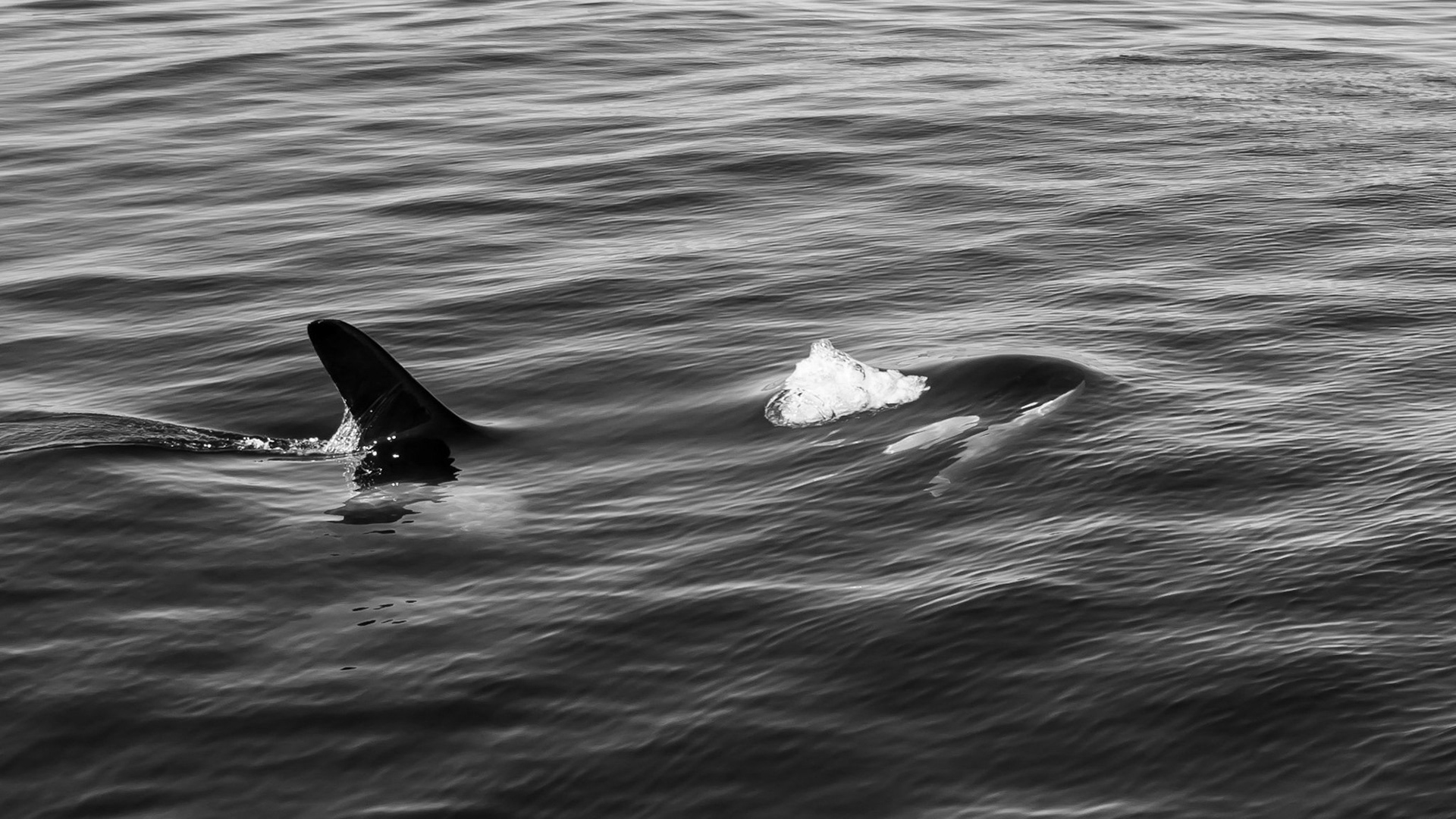 Killer Wal / Friday Harbor