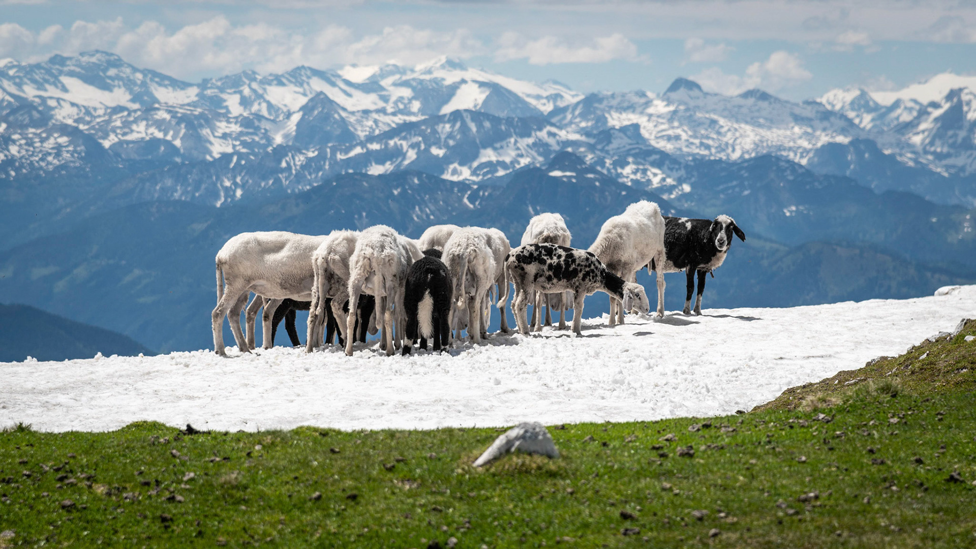 Schafe am Rötelstein / Salzburg