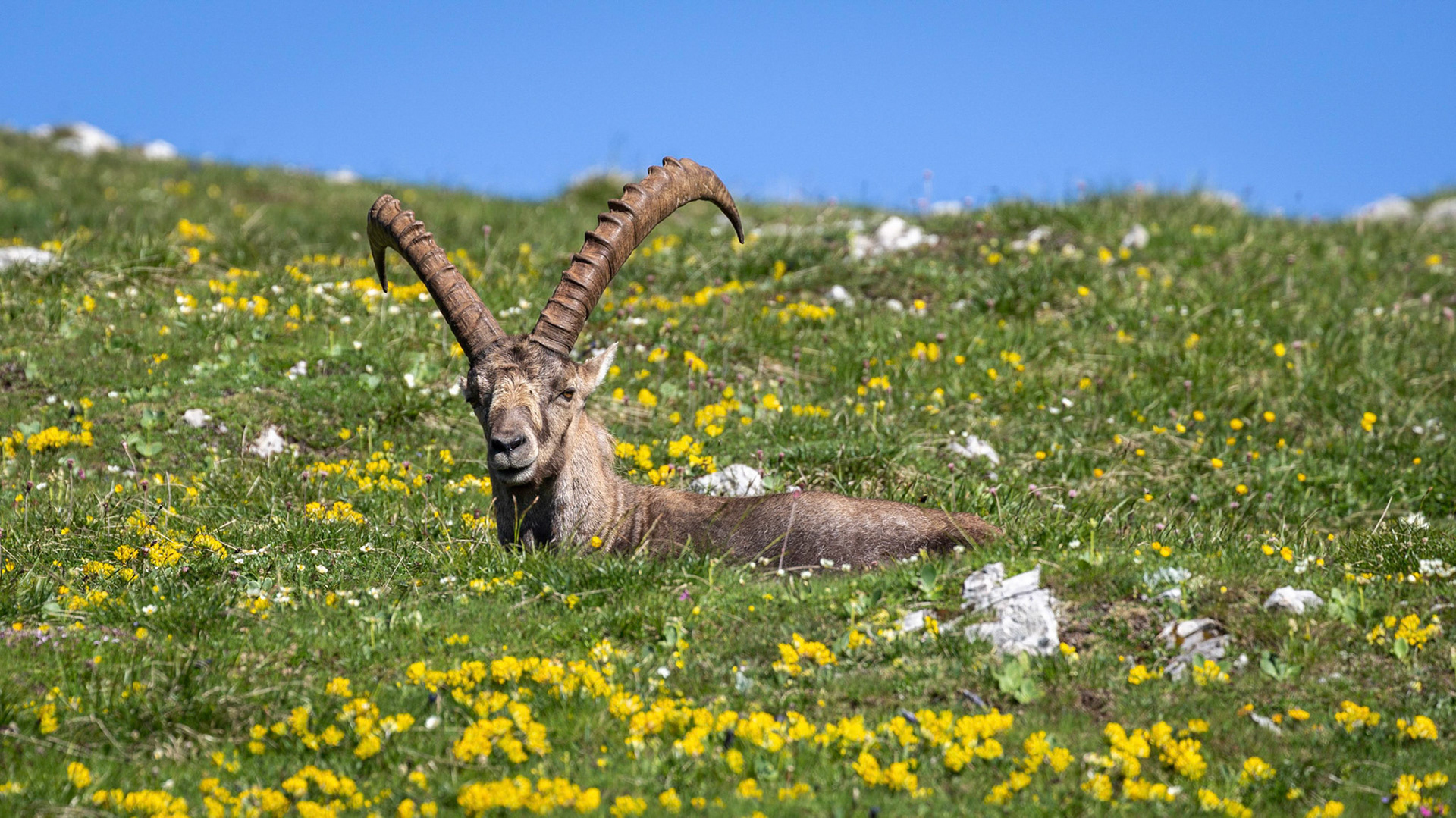 Steinbock am Gößeck / Steiermark