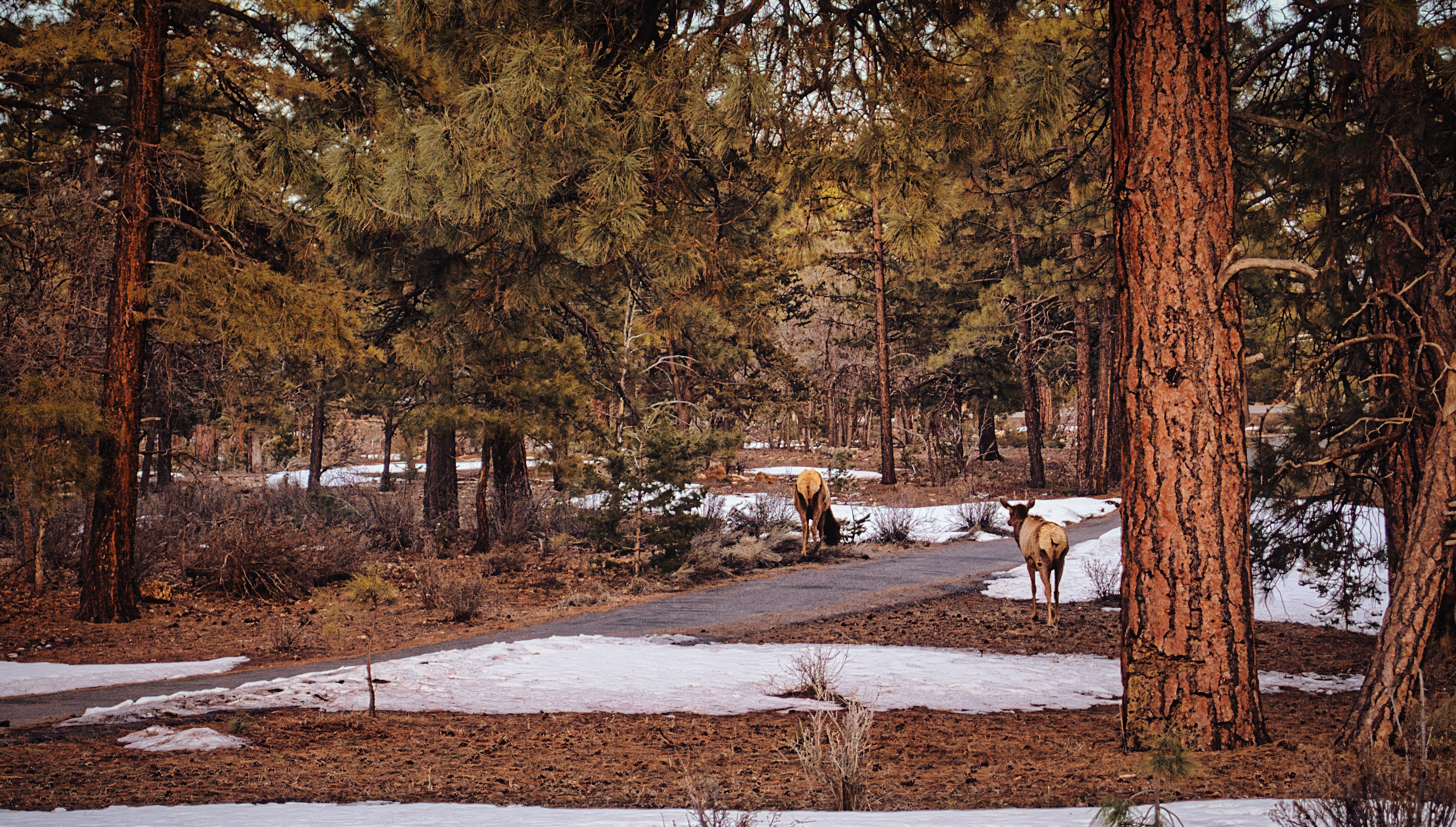 Elk Grand Canyon, AZ