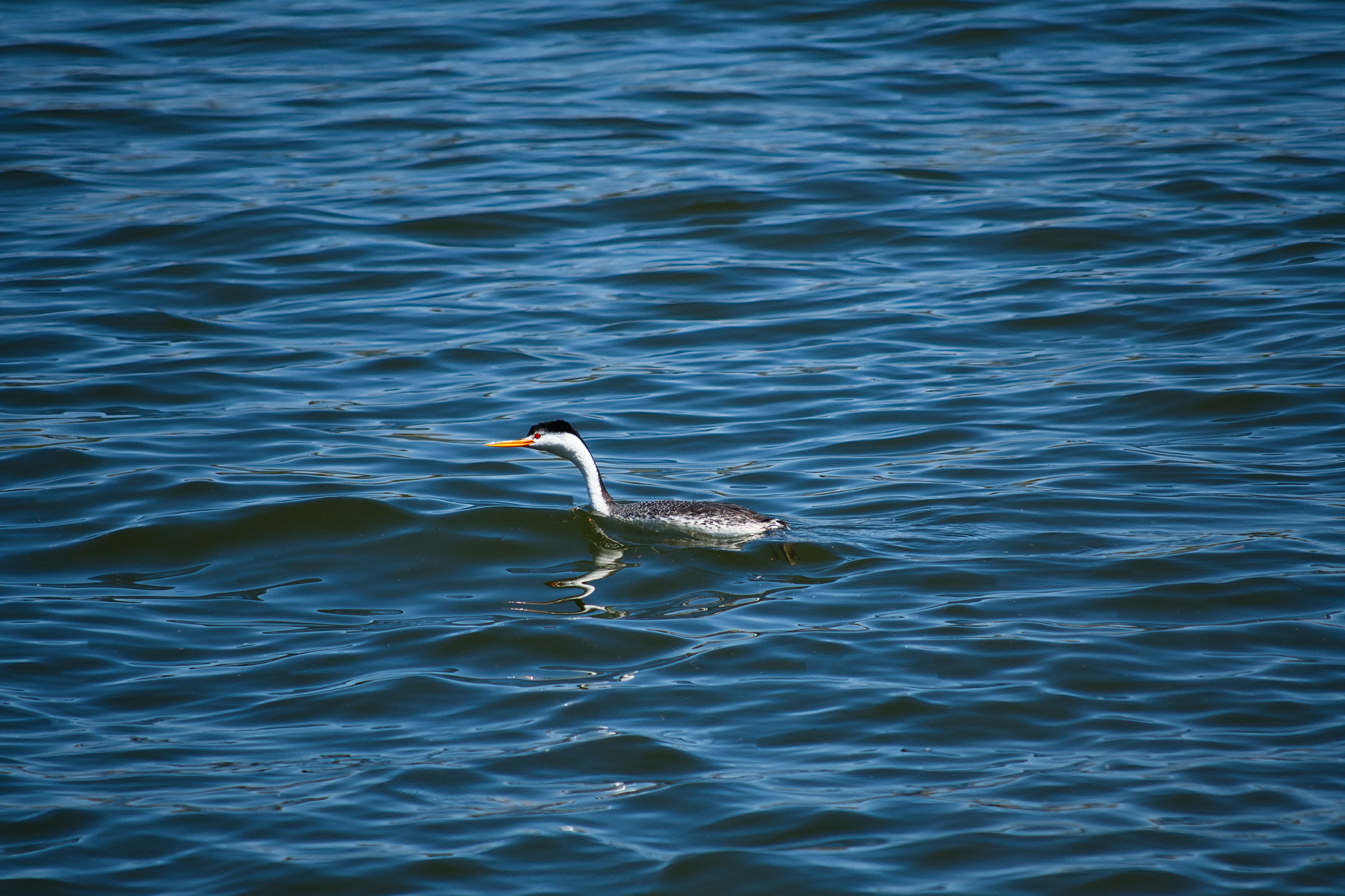 Grebe, AZ