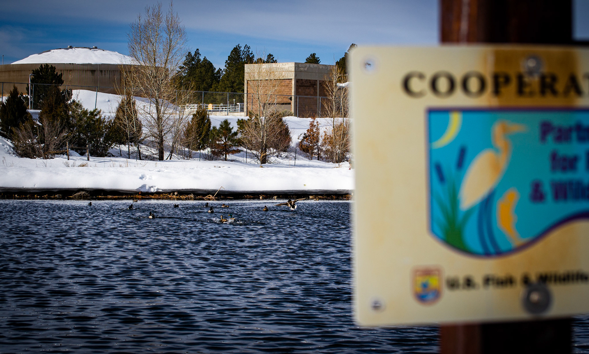 Ducks, Flagstaff, AZ