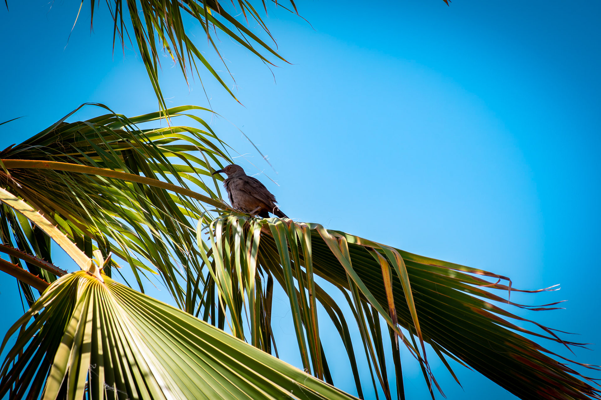 Dove Surprise, AZ