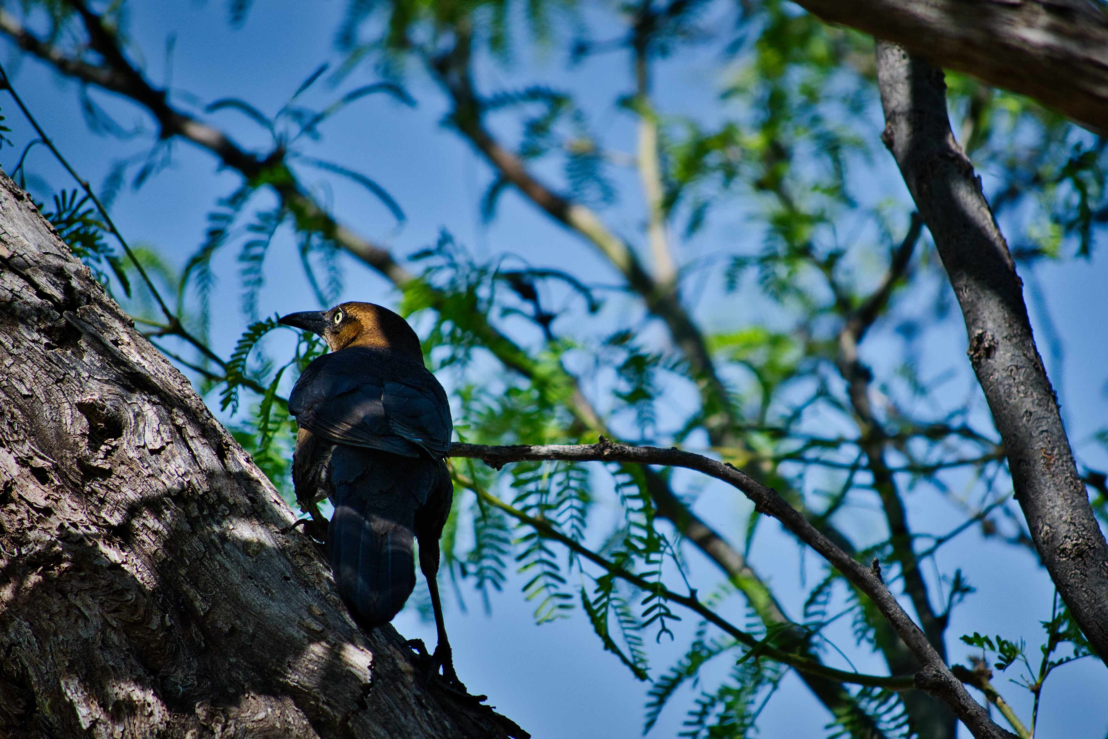 Female Grackle, AZ