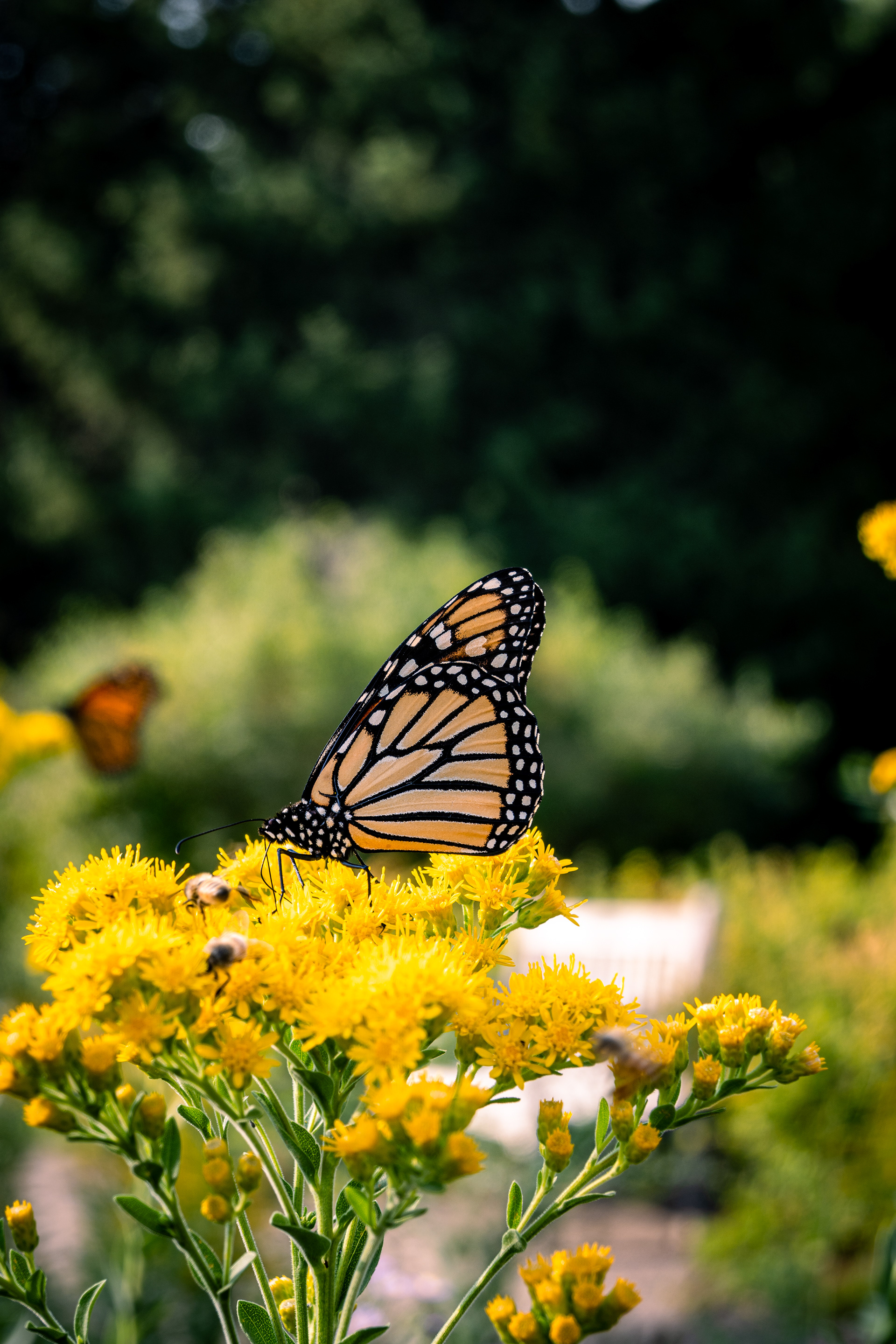 Arboretum, MN