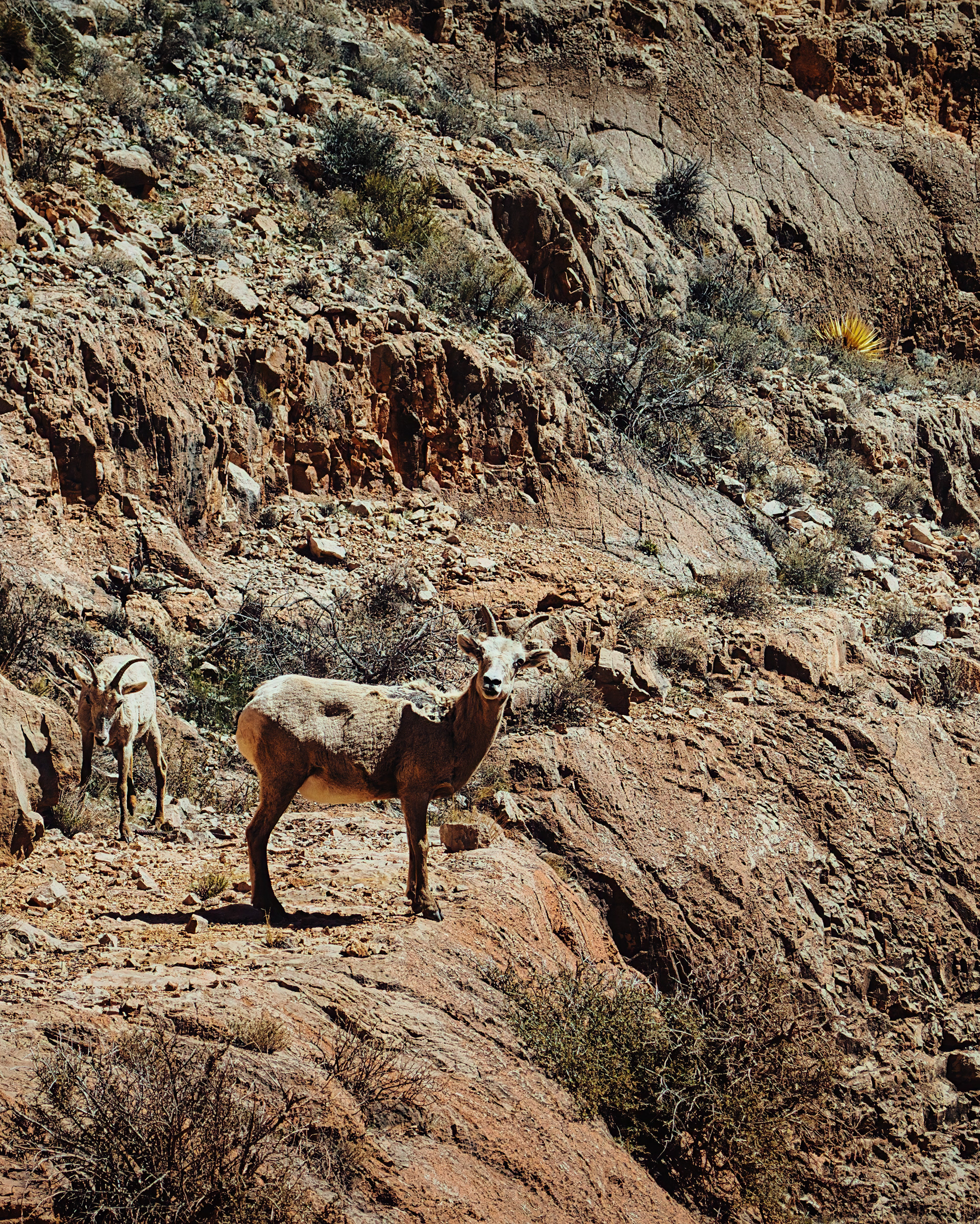 Bighorn Sheep Grand Canyon, AZ