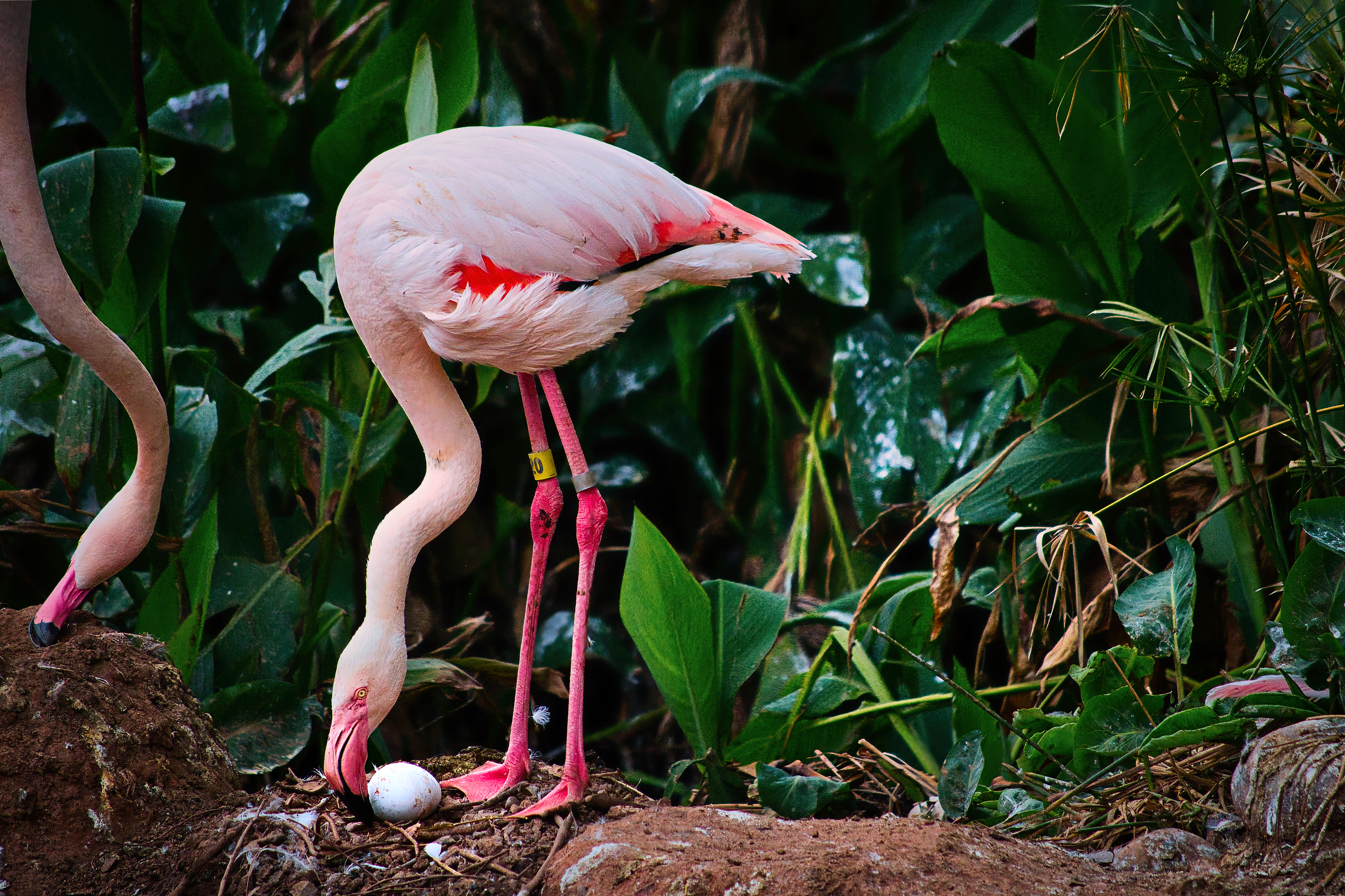 Flamingo Phoenix, AZ