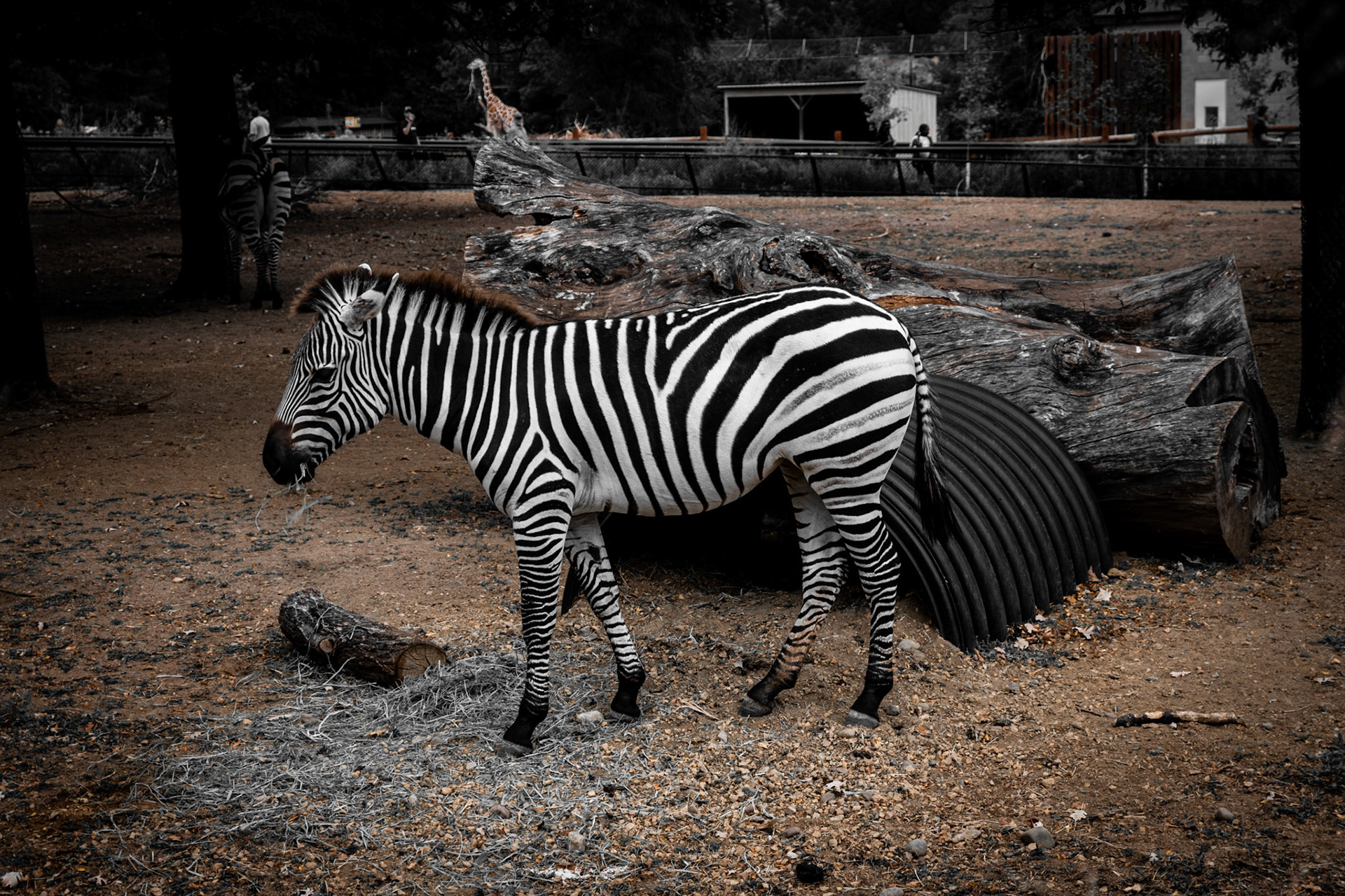Zebra, MN