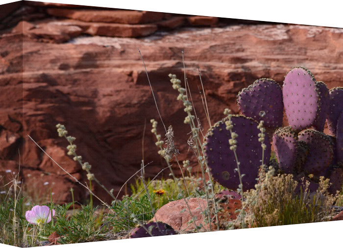 Somewhere deep in the desert the color purple makes it’s present for our delight. A seasonal flowering and shower of its color fill the desert ground. Receiving it’s purple glow from the warm sun and movements from the desert winds.
