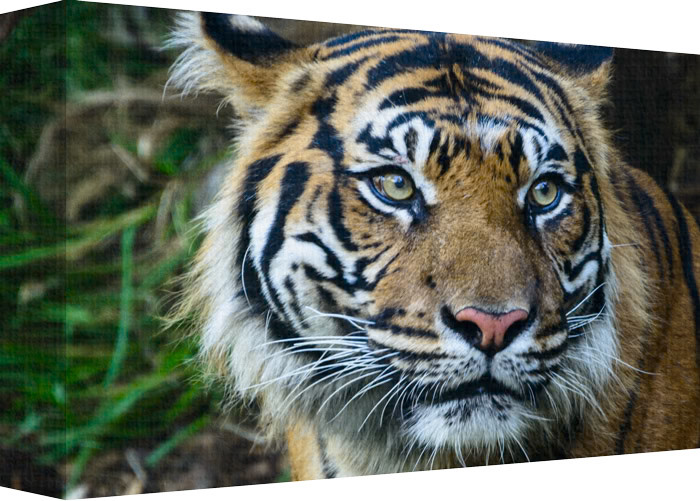 Head and eyes are still and focused.