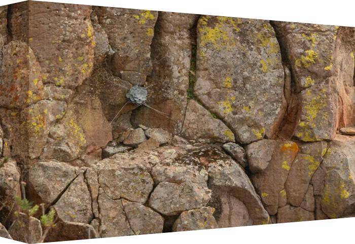 Not Even Rocks Can Stop the Power of a Plant's Roots.