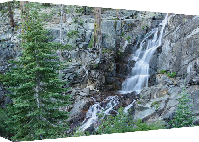 Taking In All the Beauty from the Tree Tops