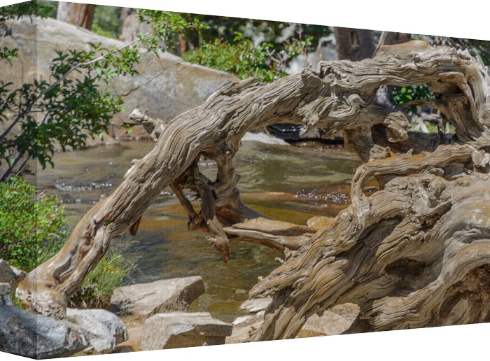 When Looking through that Tree-Hole, All Eyes Can See