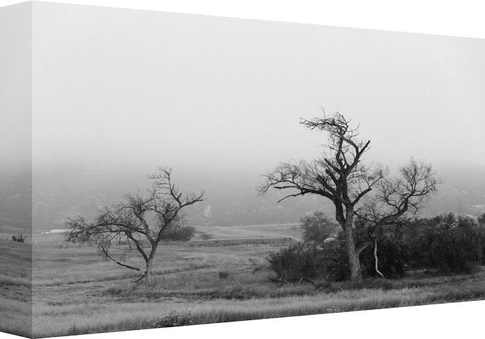 The trees are all bare…