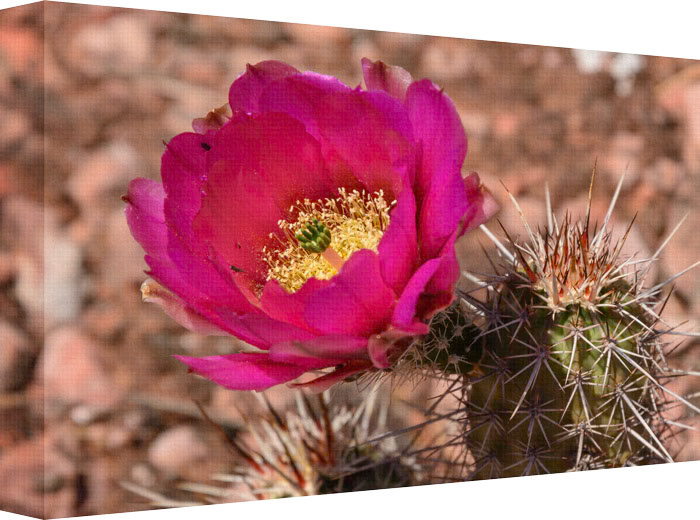 Deep in the desert, cactus lines the harsh unkempt rustic area in search of water and the sun to sustain life.