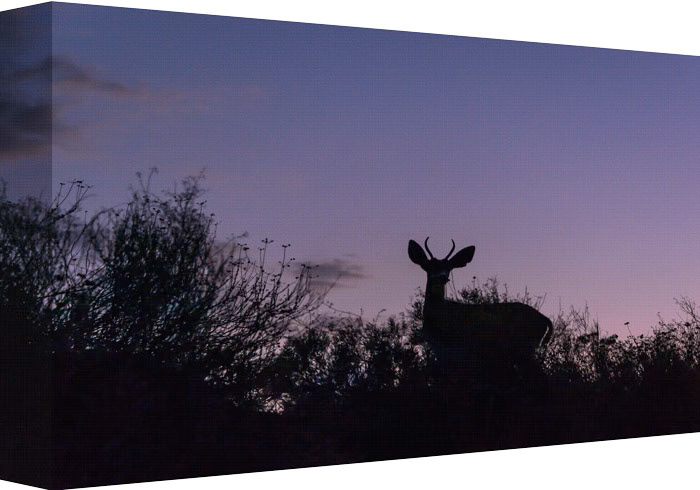Up-High on a Southern California hill-side, still, alert and focused.