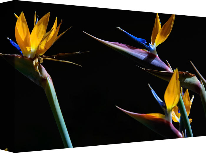 Little Birds Gathered for the Night Air