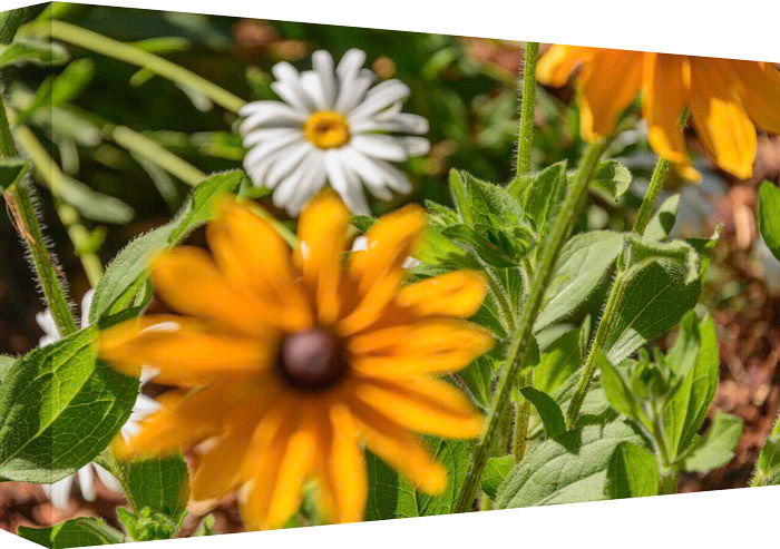 Look in Close, Can you see Stem Fuzz?