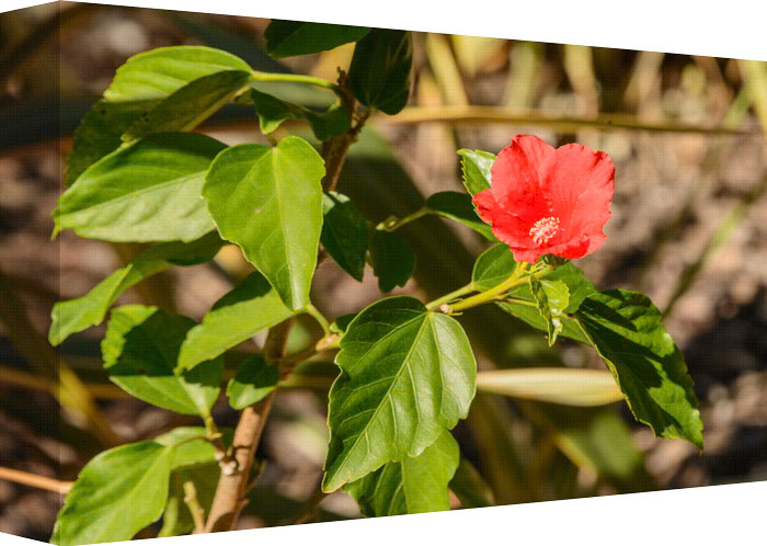 One bud is out and faces the source of life with a slight screech.