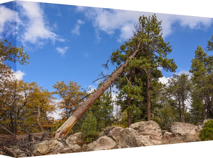 Somewhere in the Forest a Beetle is having Lunch on the bark and base of a forest tree.