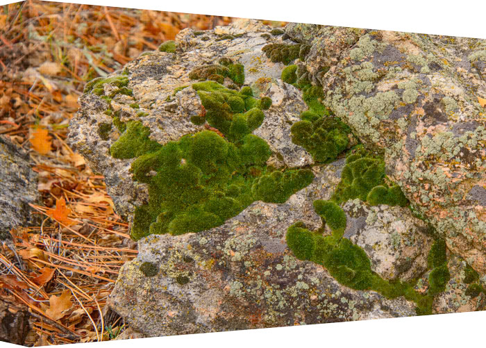 The power of Rocks has many clues of their ability to sustain plant life. Rock moss obtains all their nutrients from the air and requires no true root system to maintain life on a rock. They require nothing more than shade, acidic rock soil, and adequate moisture to flourish.