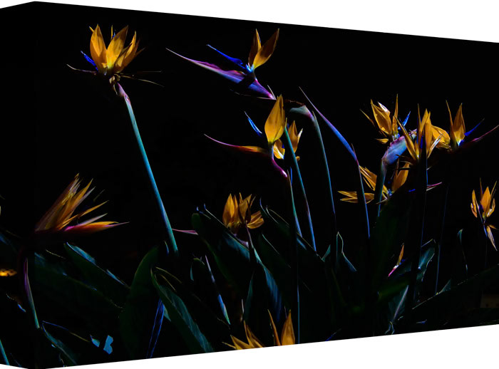 Zip-A-Dee-Doo-Dah, Night Birds Flying