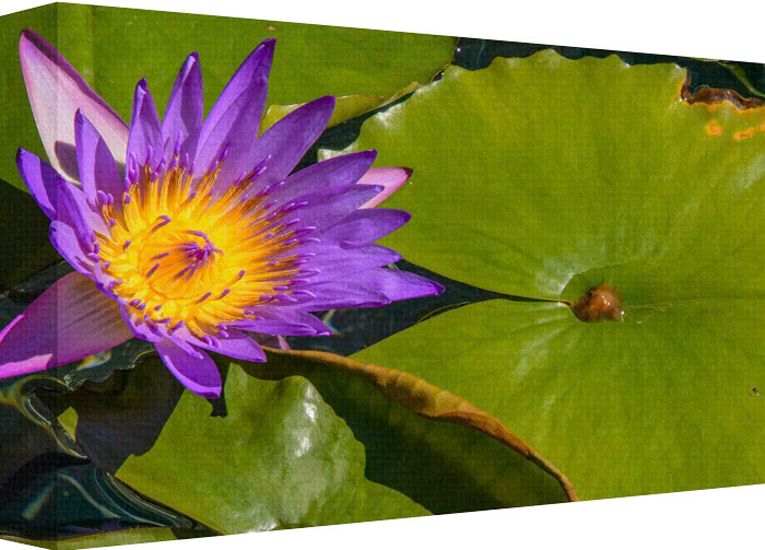 A Flower Is A Beautiful Thing