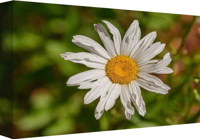 Where Have All The Flowers Gone?