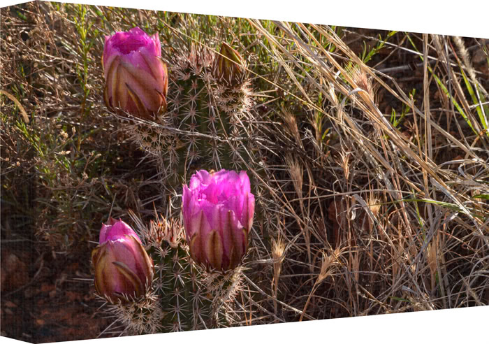 A desert cactus wildflower in full bloom, soaking up the sun’s rays as it attempts to push away the restricting weeds to reach the high sky.