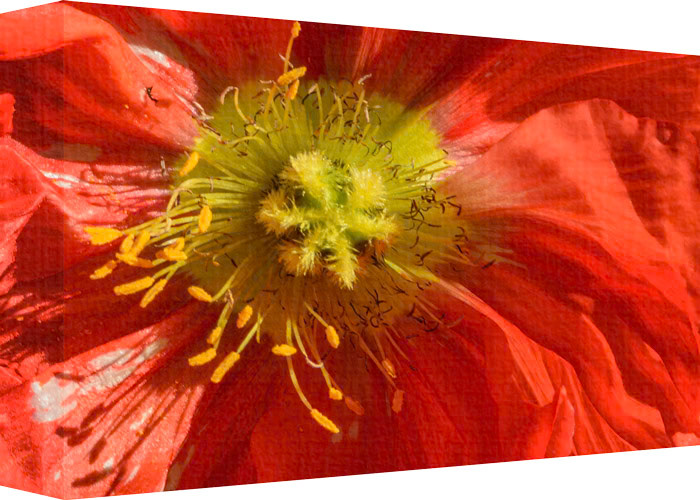 Looking in Close at Pure Velvet