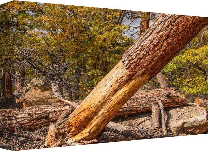 The supremacy of a beetle eating away at the bark and base of a forest tree is the surest way to bring it down, but not if held by another tree.
