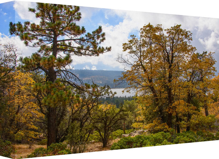 Looking Out and Far Beyond the Fall colored Trees.