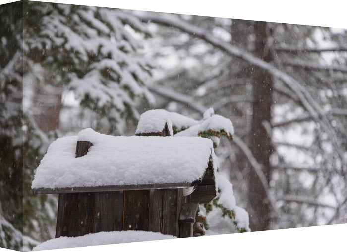 If only I Could Fly Again