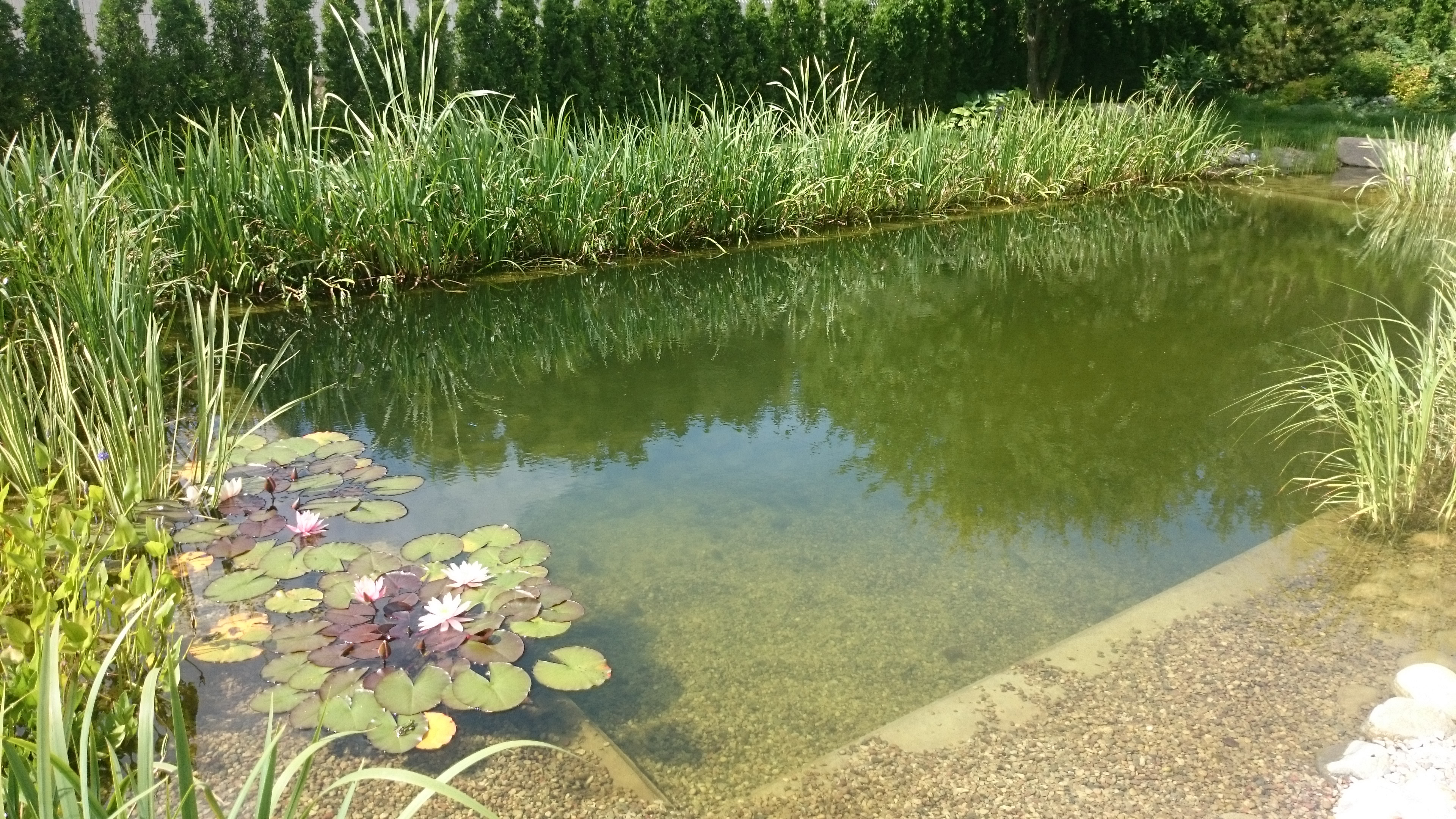 przydomowy staw kąpielowy